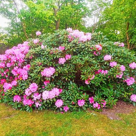 Vakantiehuis Hollum Ameland Dichtbij Strand En Met Ruime Tuin - Ameland39 Nl Екстериор снимка